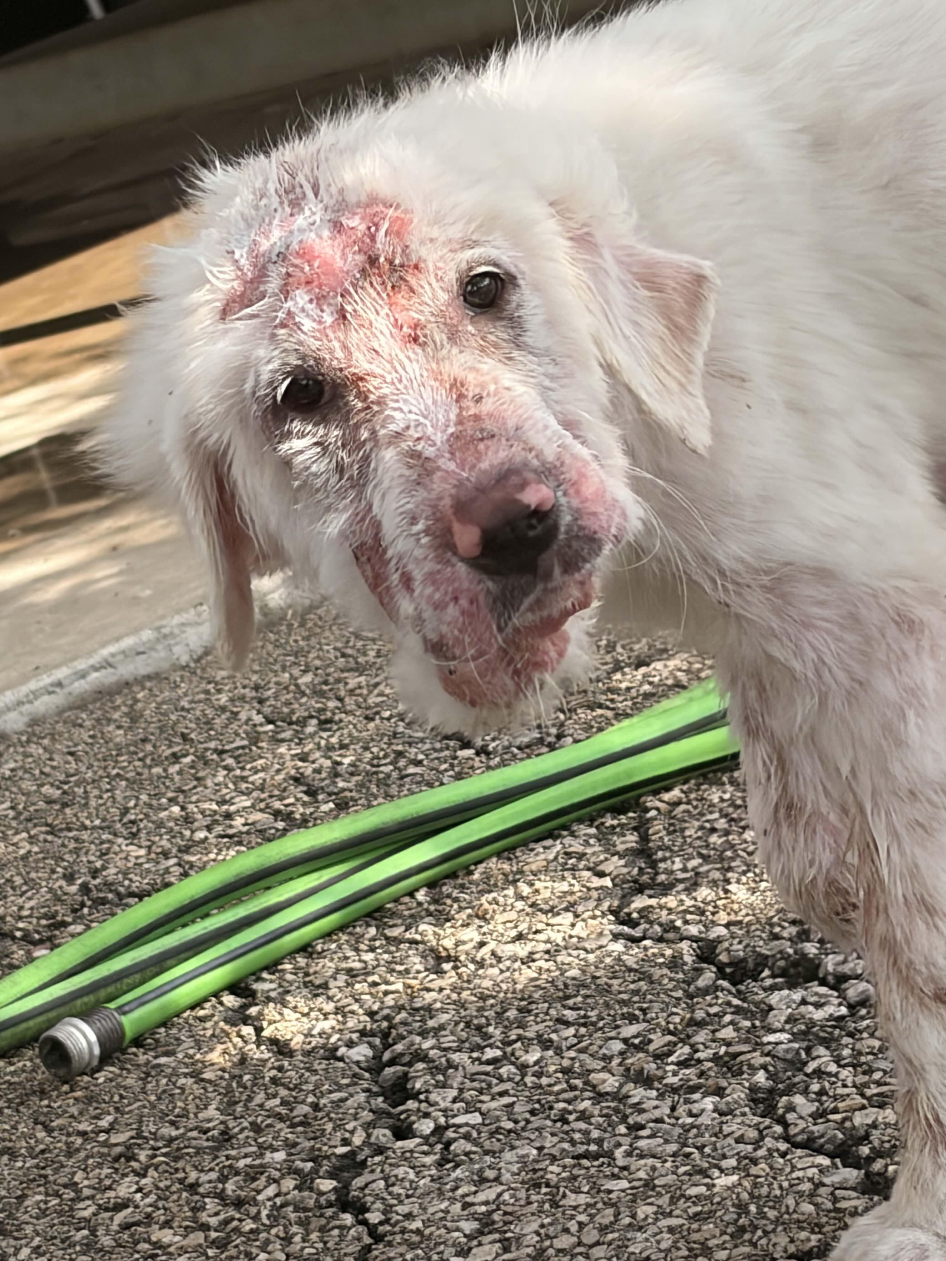 Enlarge Rowdy Rascal DFW, a Adoptable Great Pyrenees in Saint Jo, TX image 1/1