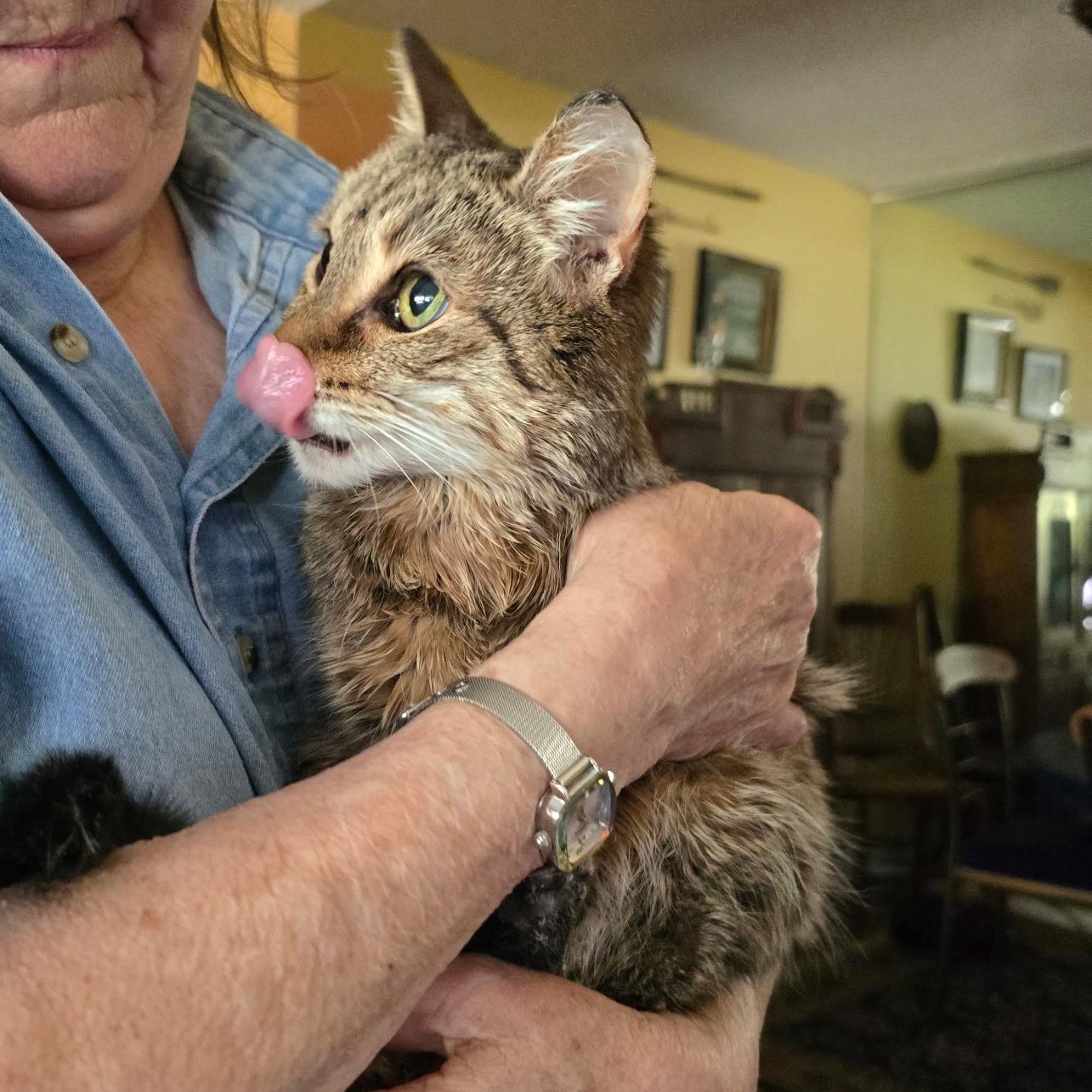 Bella, a ADOPTABLE Tabby in Laguna Woods, CA image 4/4