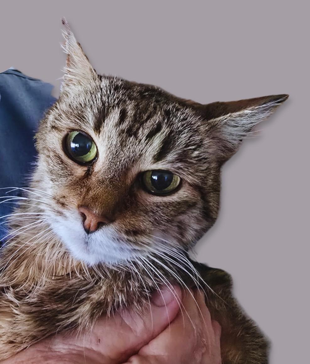 Bella, ADOPTABLE, Senior Female Tabby.
