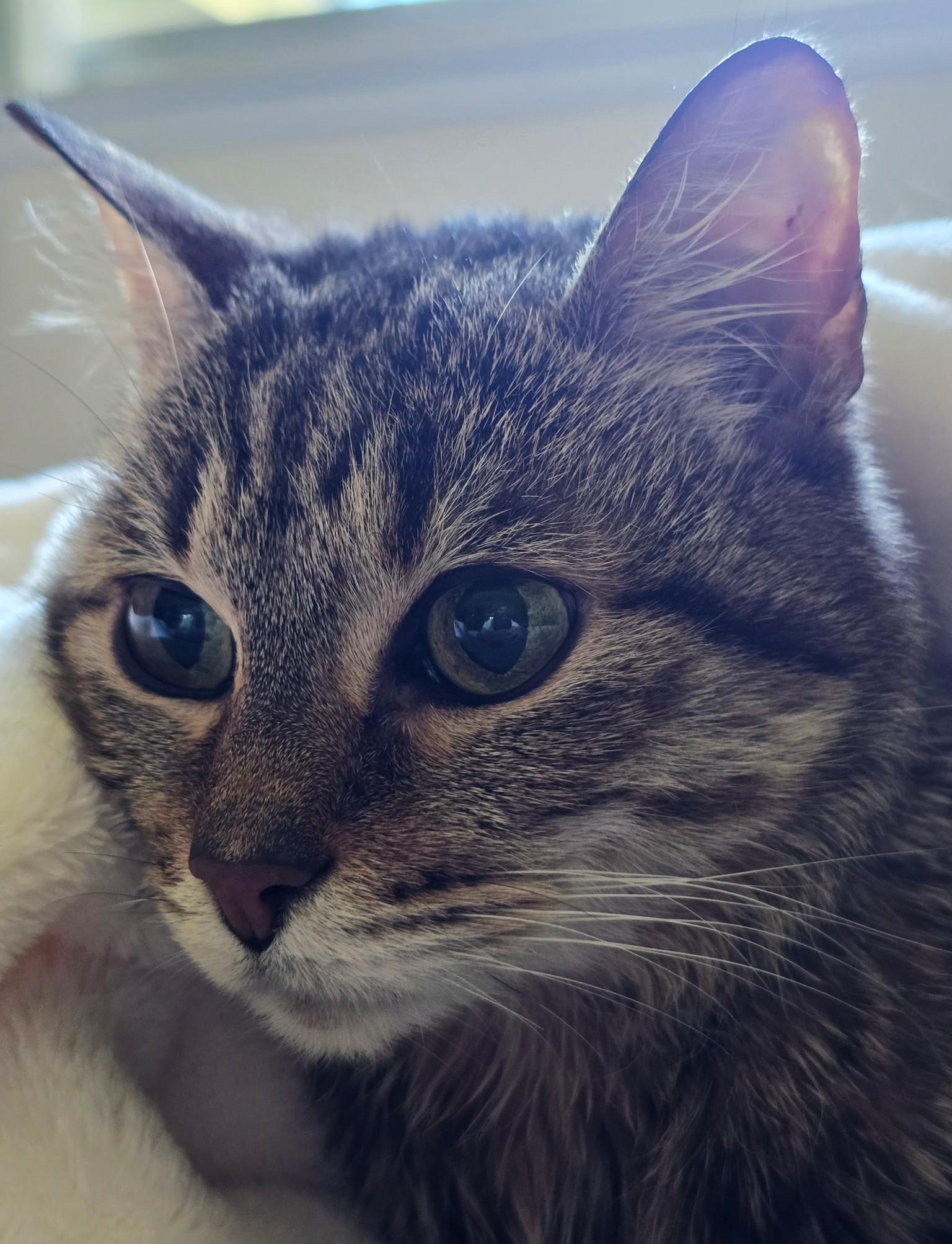 Bella, a ADOPTABLE Tabby in Laguna Woods, CA image 2/4