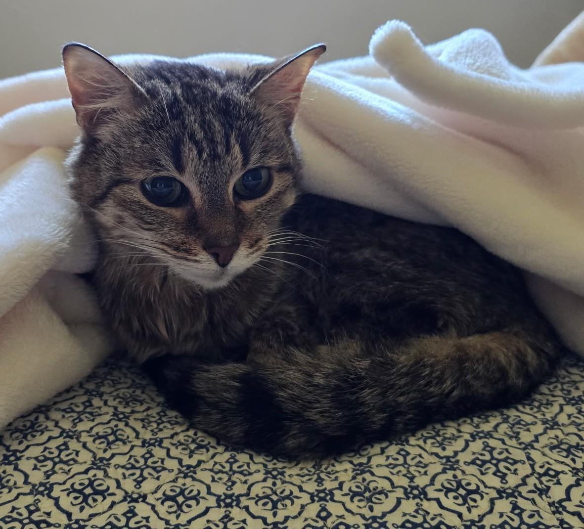 Bella, a ADOPTABLE Tabby in Laguna Woods, CA image 3/4