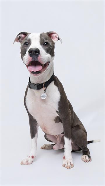 YOSHI, Adoptable, Adult Male Pit Bull Terrier.