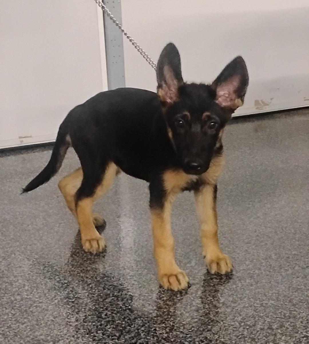 Enlarge Maple, an adoptable German Shepherd Dog in Sulphur, OK image 5/6