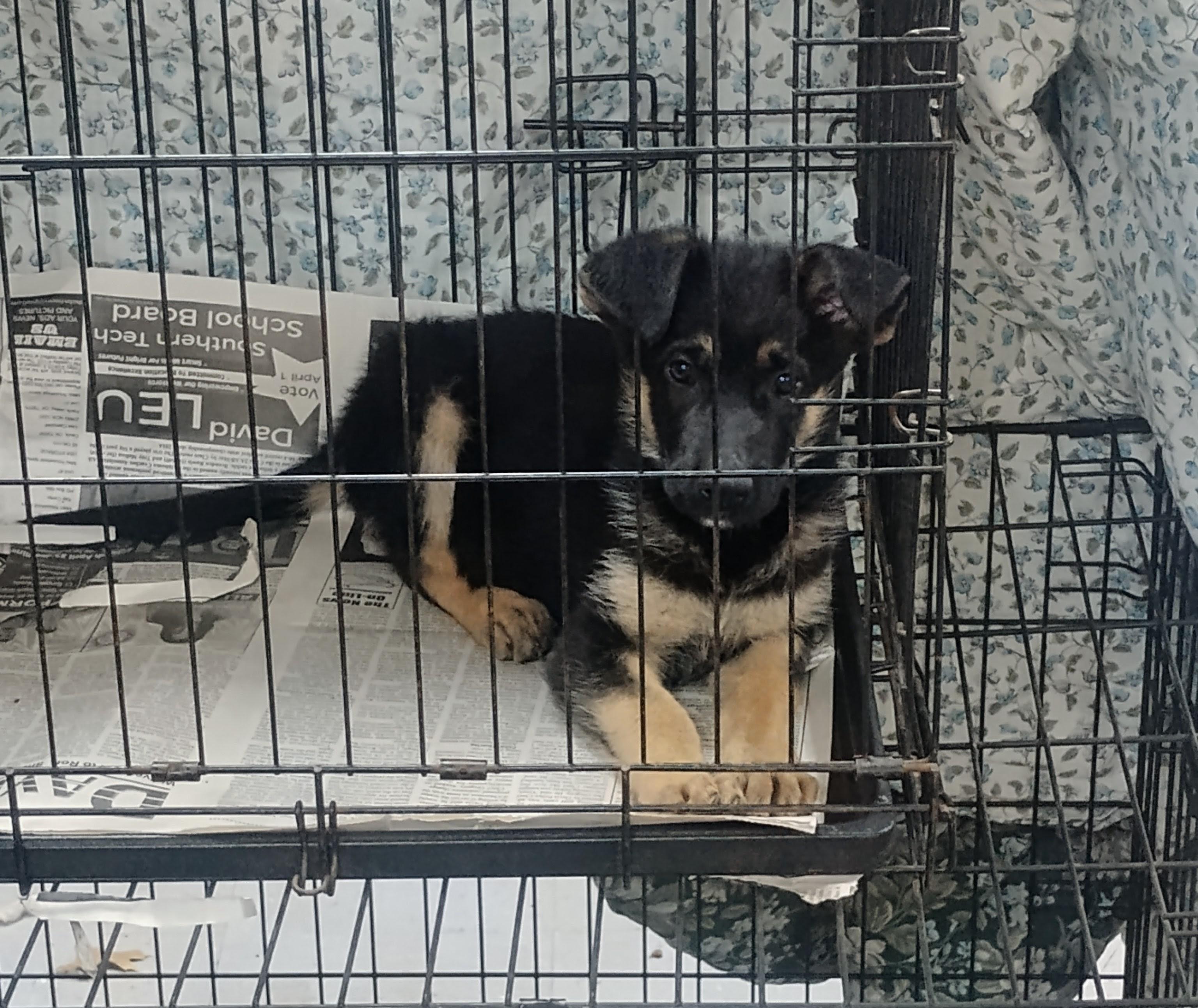 Enlarge Maple, an adoptable German Shepherd Dog in Sulphur, OK image 4/4