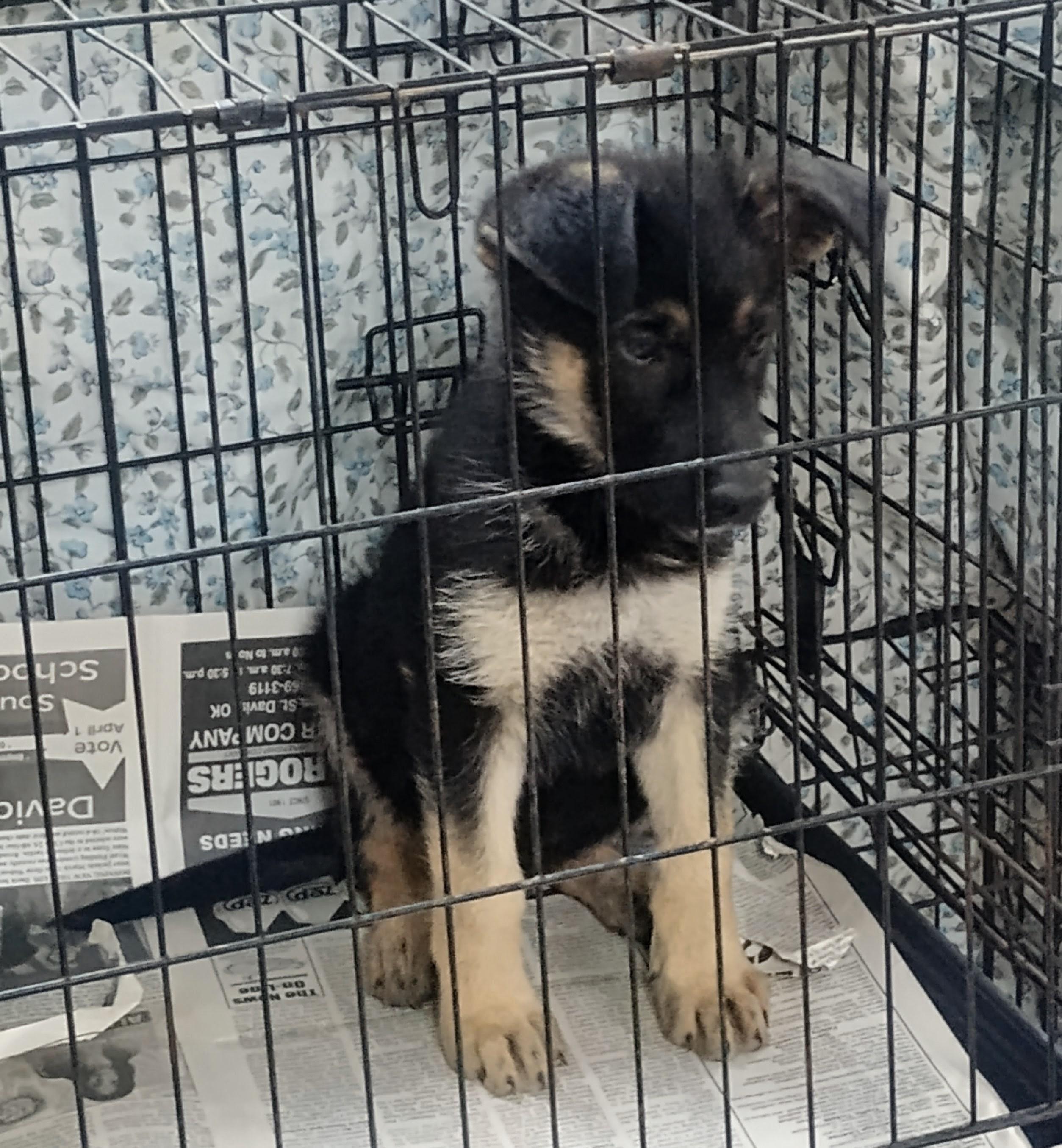Enlarge Maple, an adoptable German Shepherd Dog in Sulphur, OK image 3/4
