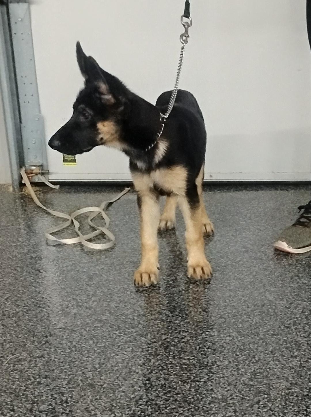 Enlarge Maple, an adoptable German Shepherd Dog in Sulphur, OK image 3/6