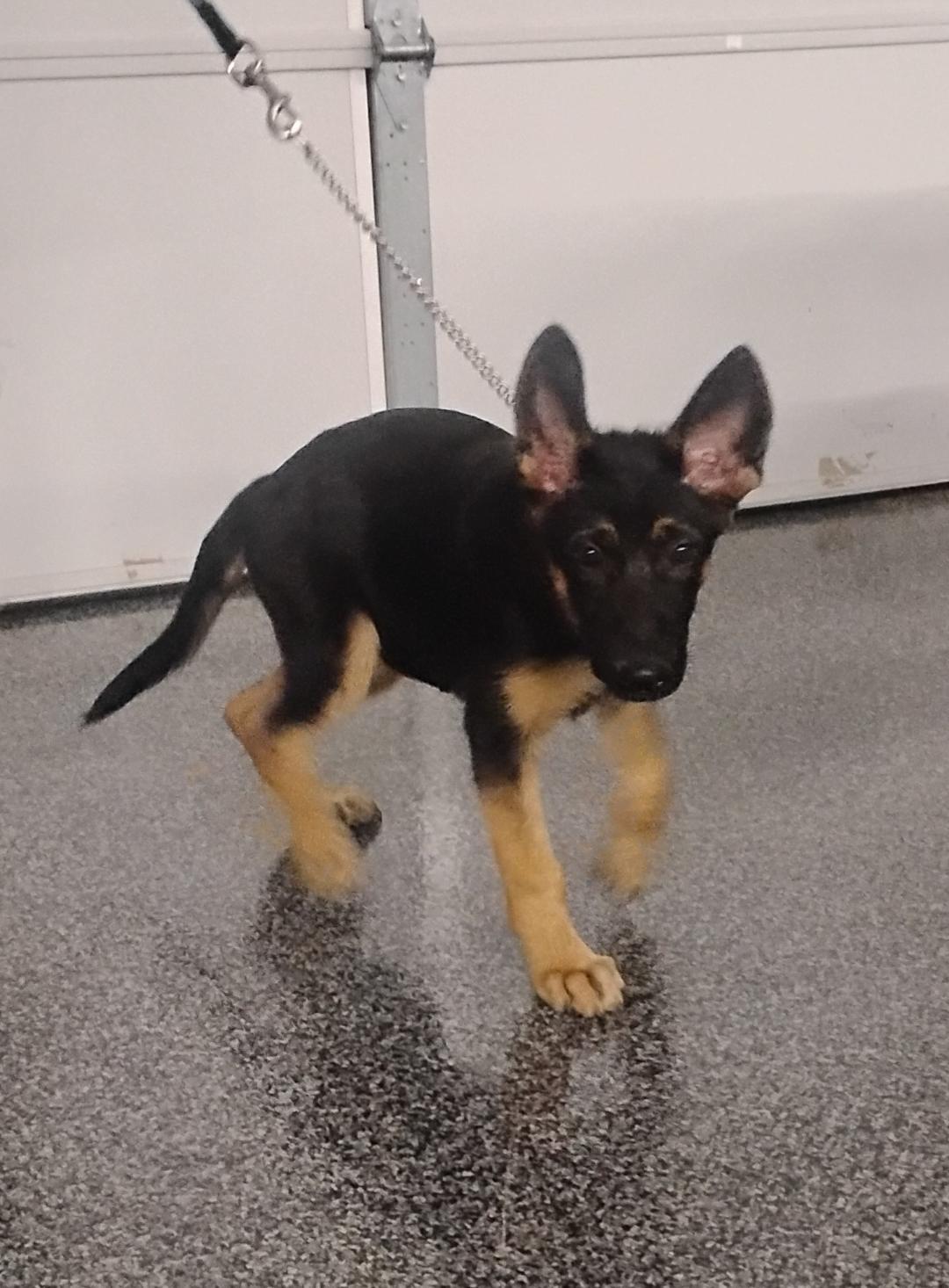 Enlarge Maple, an adoptable German Shepherd Dog in Sulphur, OK image 4/6