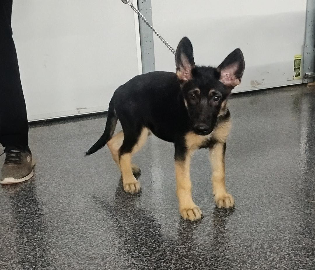 Enlarge Maple, an adoptable German Shepherd Dog in Sulphur, OK image 1/6