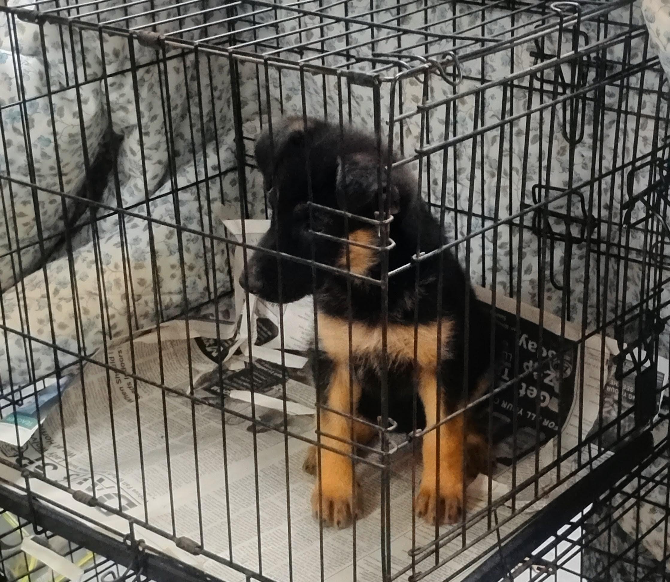 Enlarge Maple, an adoptable German Shepherd Dog in Sulphur, OK image 2/4