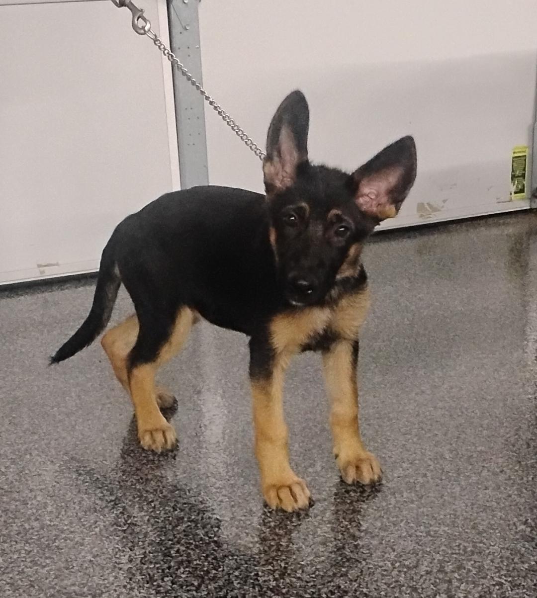 Enlarge Maple, an adoptable German Shepherd Dog in Sulphur, OK image 6/6