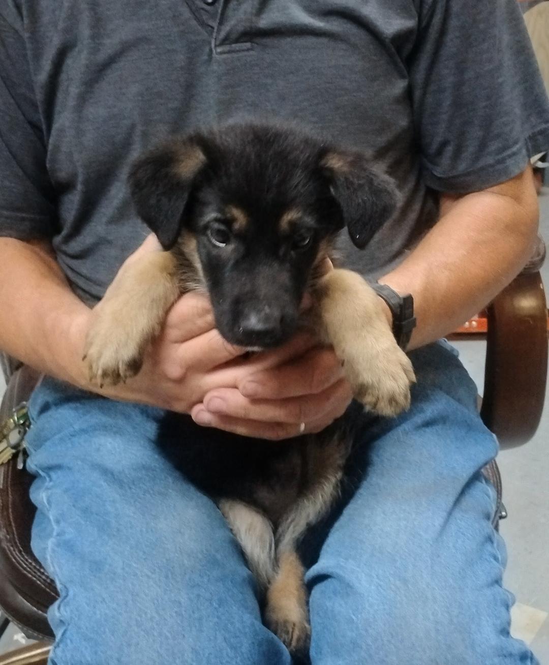 Enlarge Maple, an adoptable German Shepherd Dog in Sulphur, OK image 1/4
