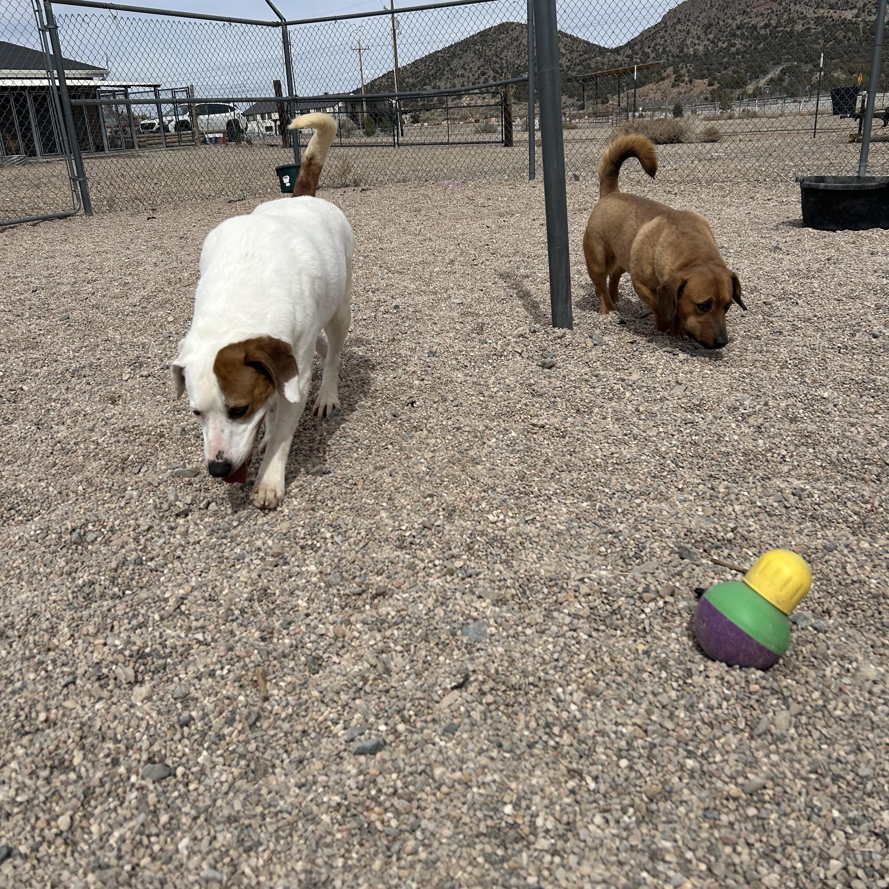 Timon, a Adoptable mixed breed in Cedar City, UT image 2/2