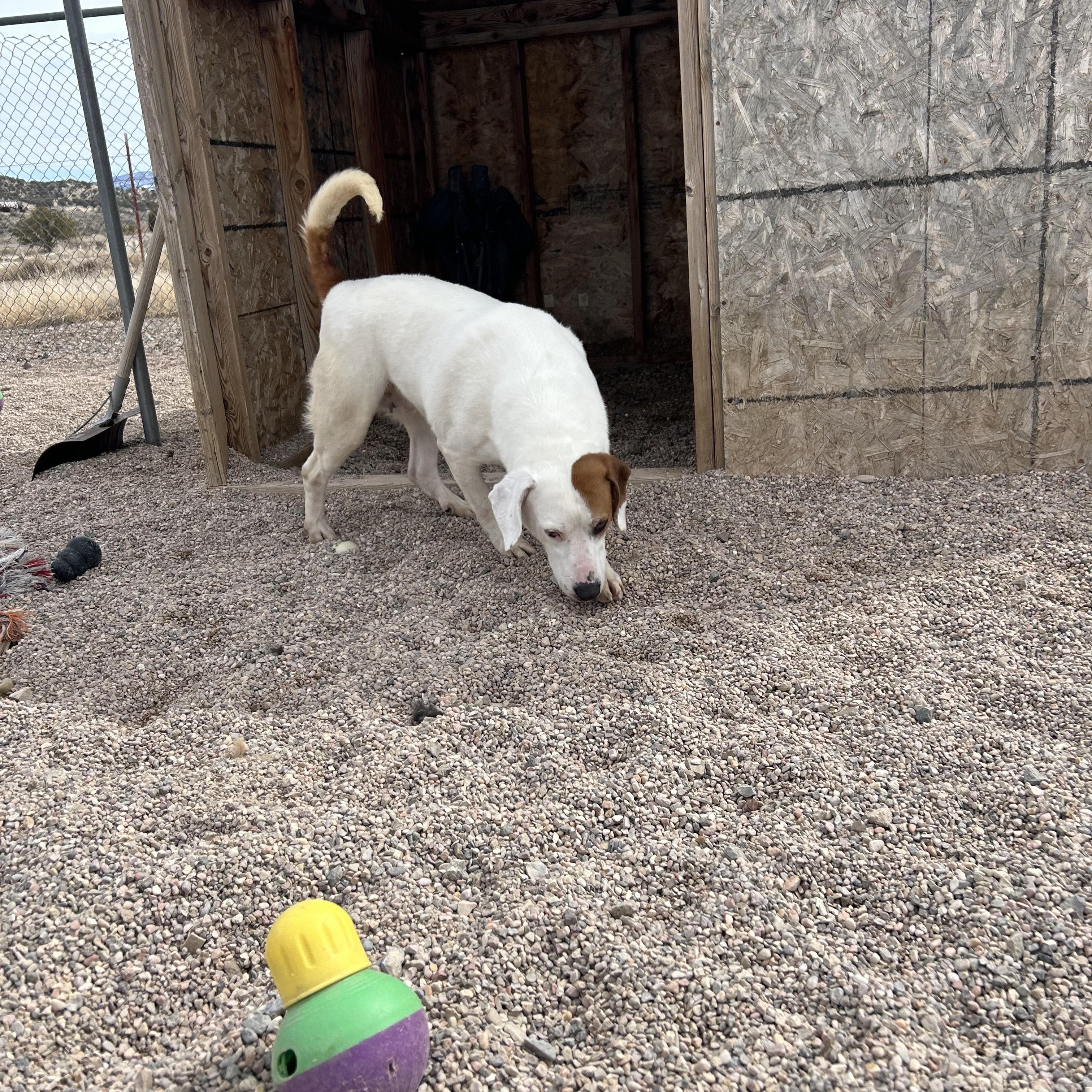 Timon, Adoptable, Adult Female Basset Hound.