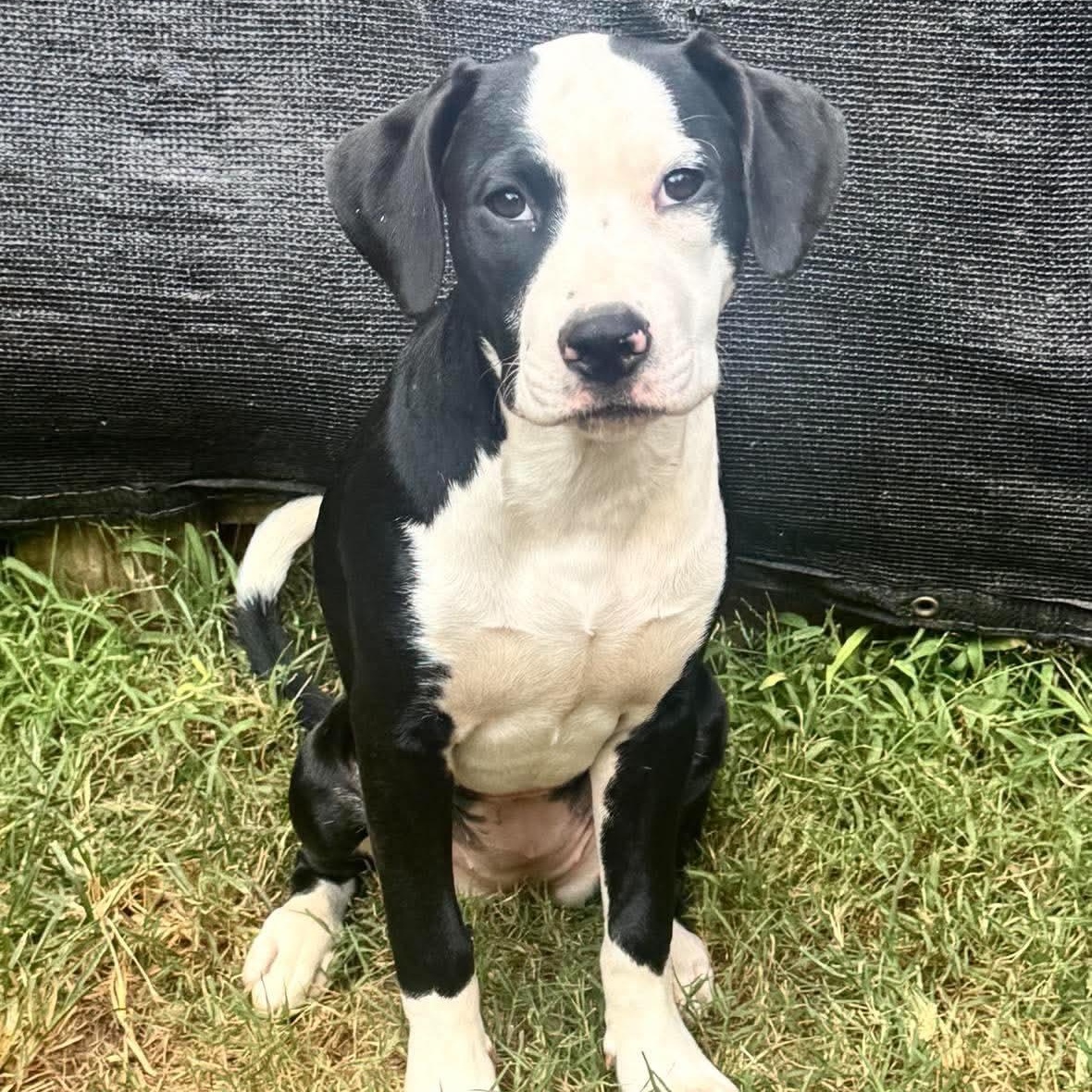 Enlarge Wren, a Adoptable mixed breed in Monroe , NC image 2/5