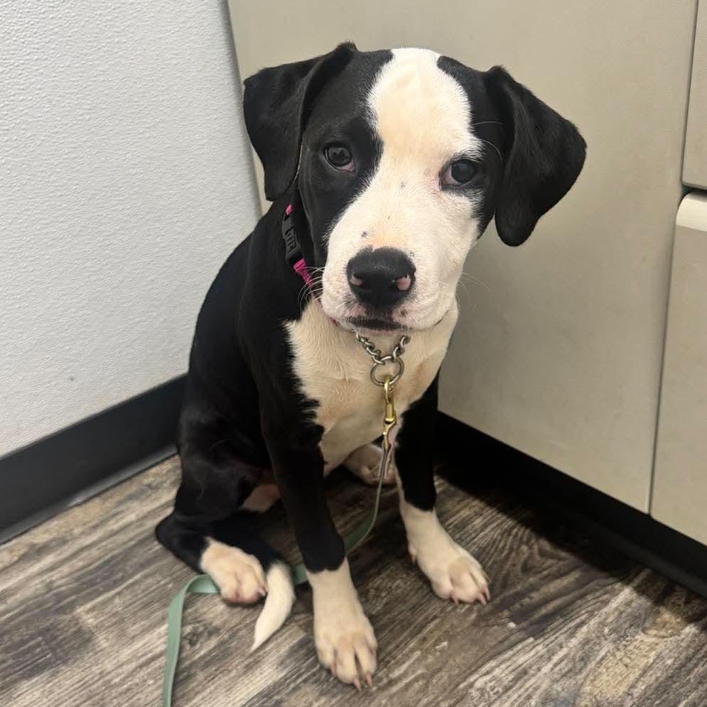 Enlarge Wren, a Adoptable mixed breed in Monroe , NC image 1/5