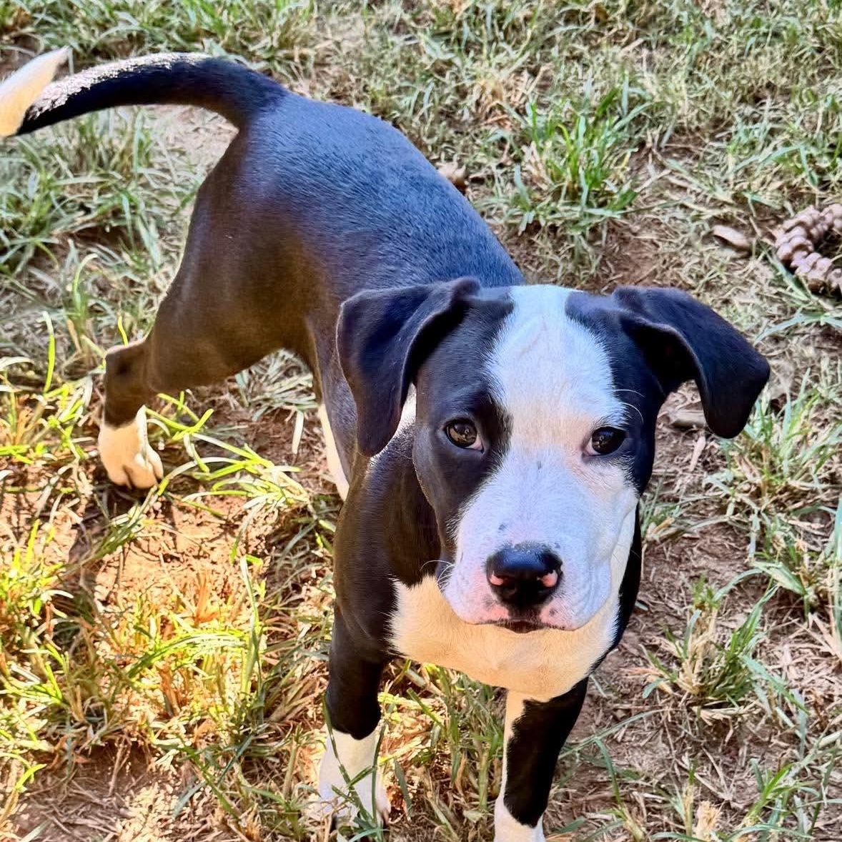 Enlarge Wren, a Adoptable mixed breed in Monroe , NC image 3/5