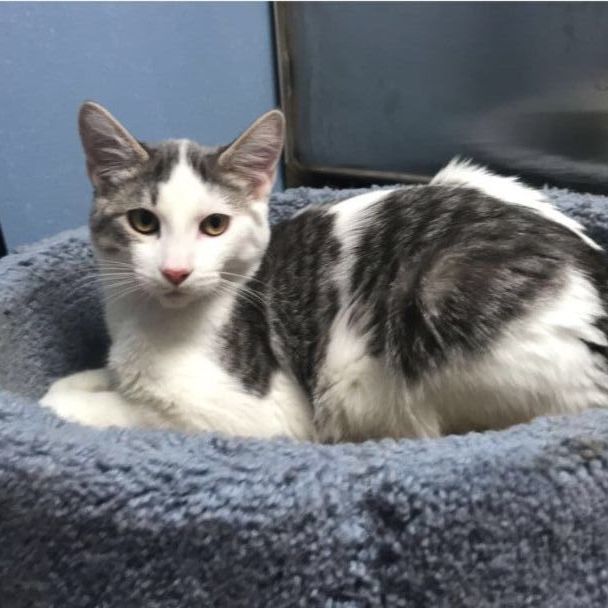 Shasta, Adoptable, Adult Female Domestic Short Hair.