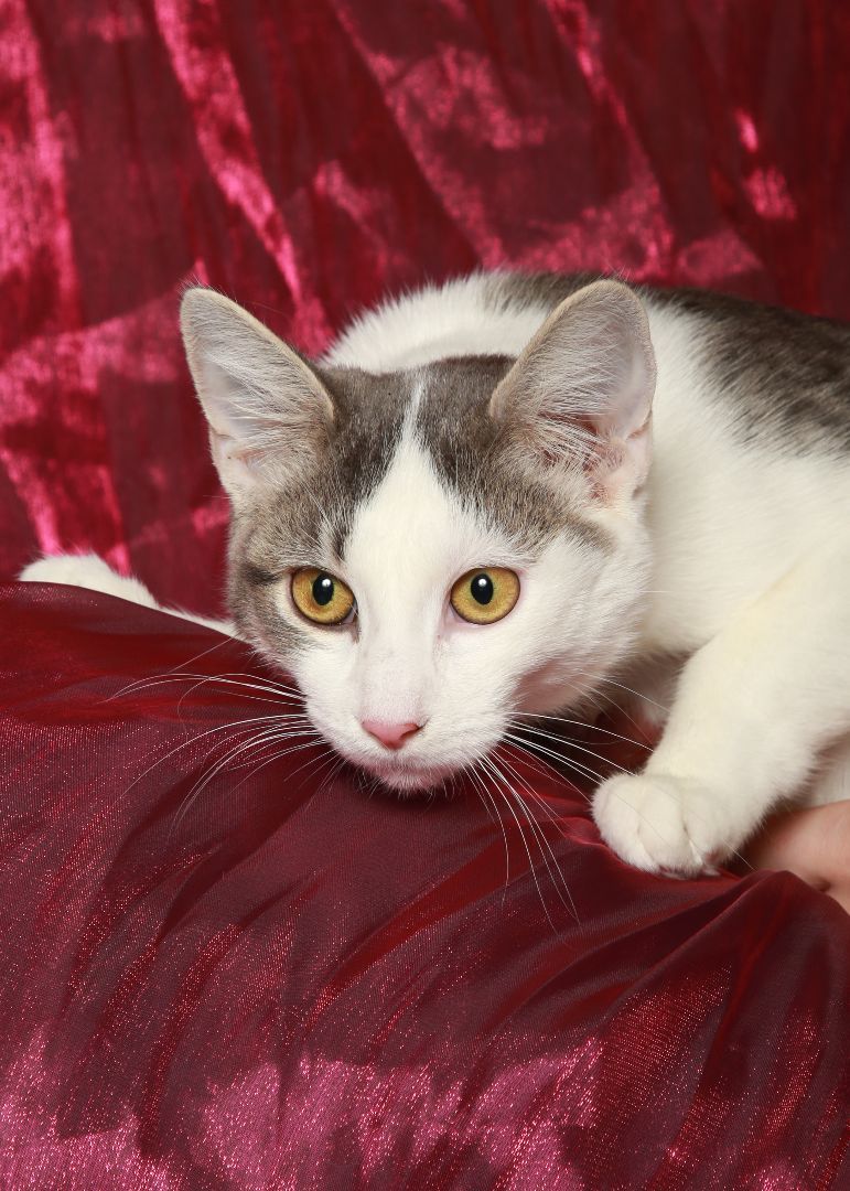 Shasta, a Adoptable Domestic Short Hair in Rock Falls, IL image 2/3