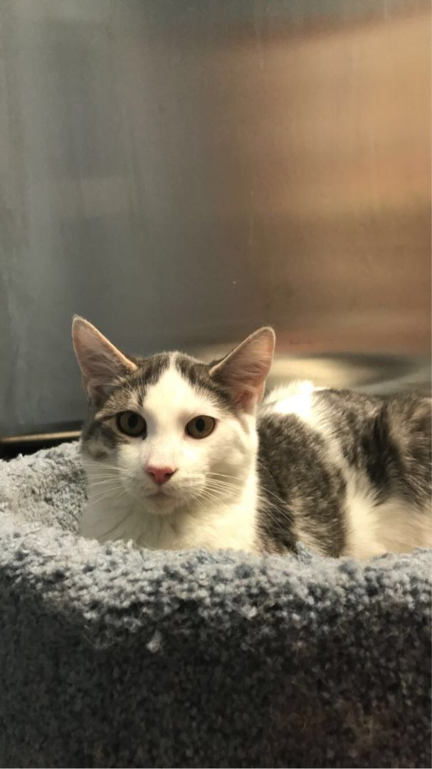 Shasta, a Adoptable Domestic Short Hair in Rock Falls, IL image 3/3