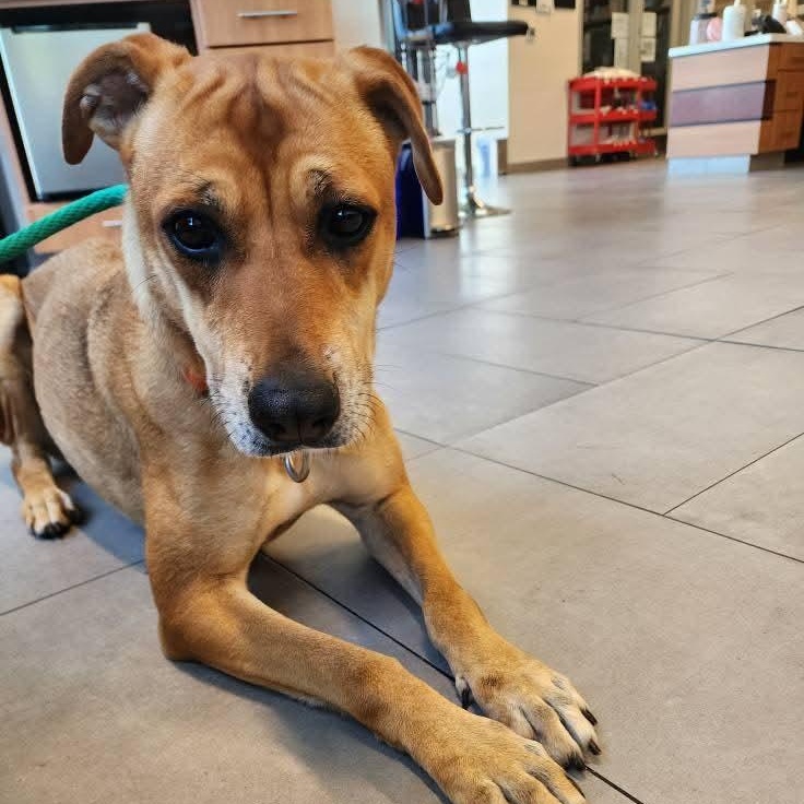 Enlarge Bonnie, a Adoptable mixed breed in Concord, CA image 2/4