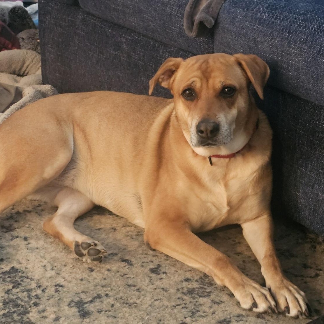 Enlarge Bonnie, a Adoptable mixed breed in Concord, CA image 1/4