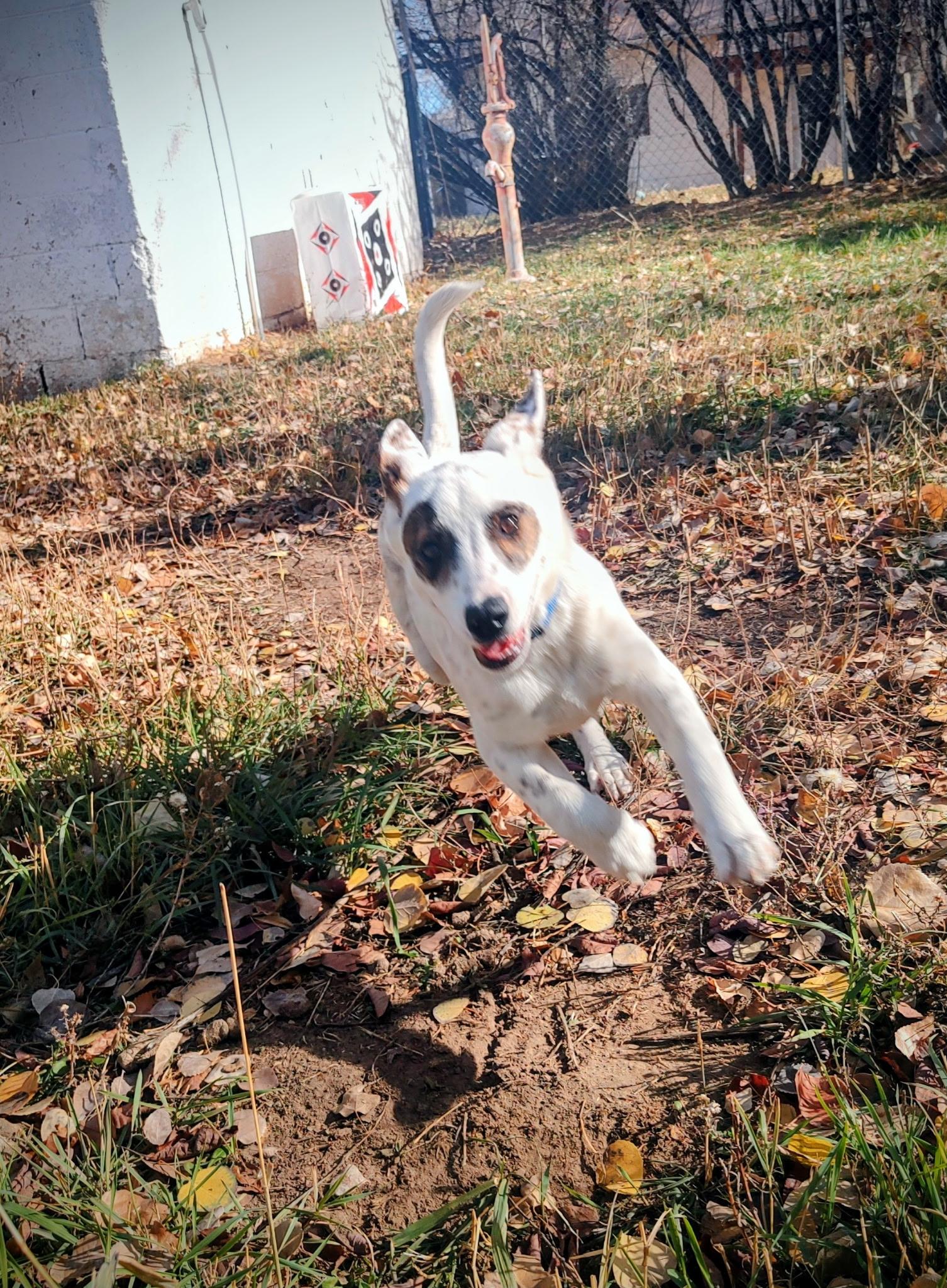 Stormy, a Adoptable mixed breed in Riverton, WY image 5/5