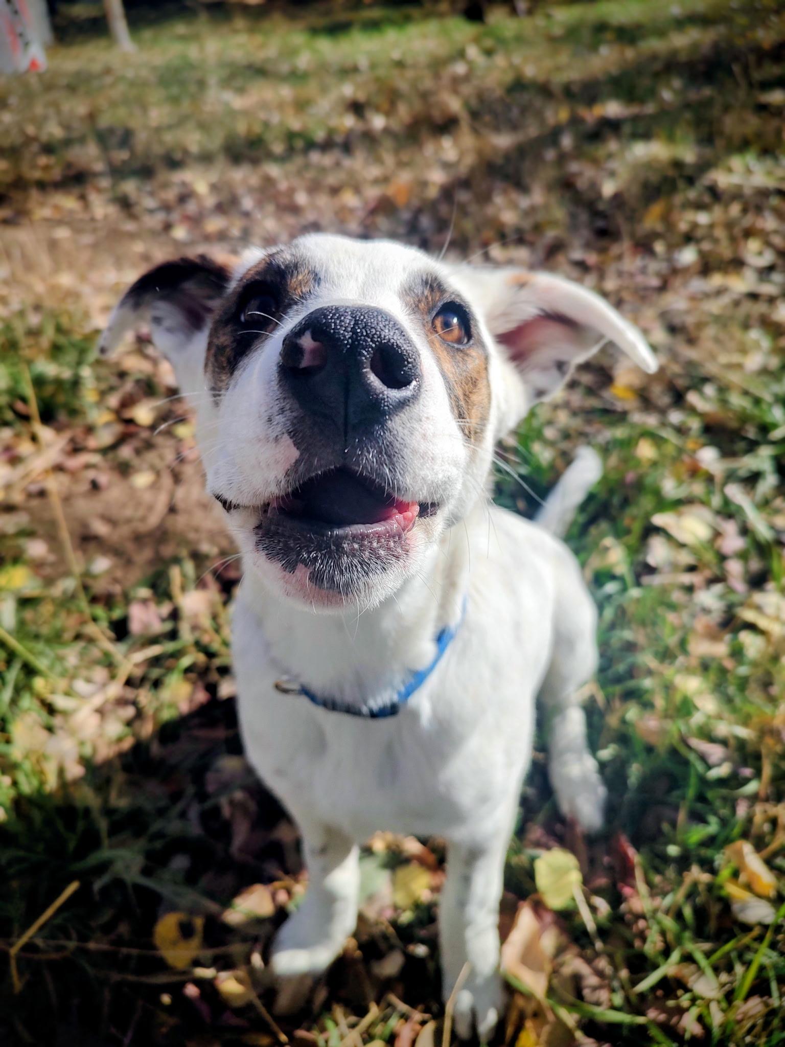 Stormy, an adoptable Cattle Dog, Border Collie in Riverton, WY, 82501 | Photo Image 1