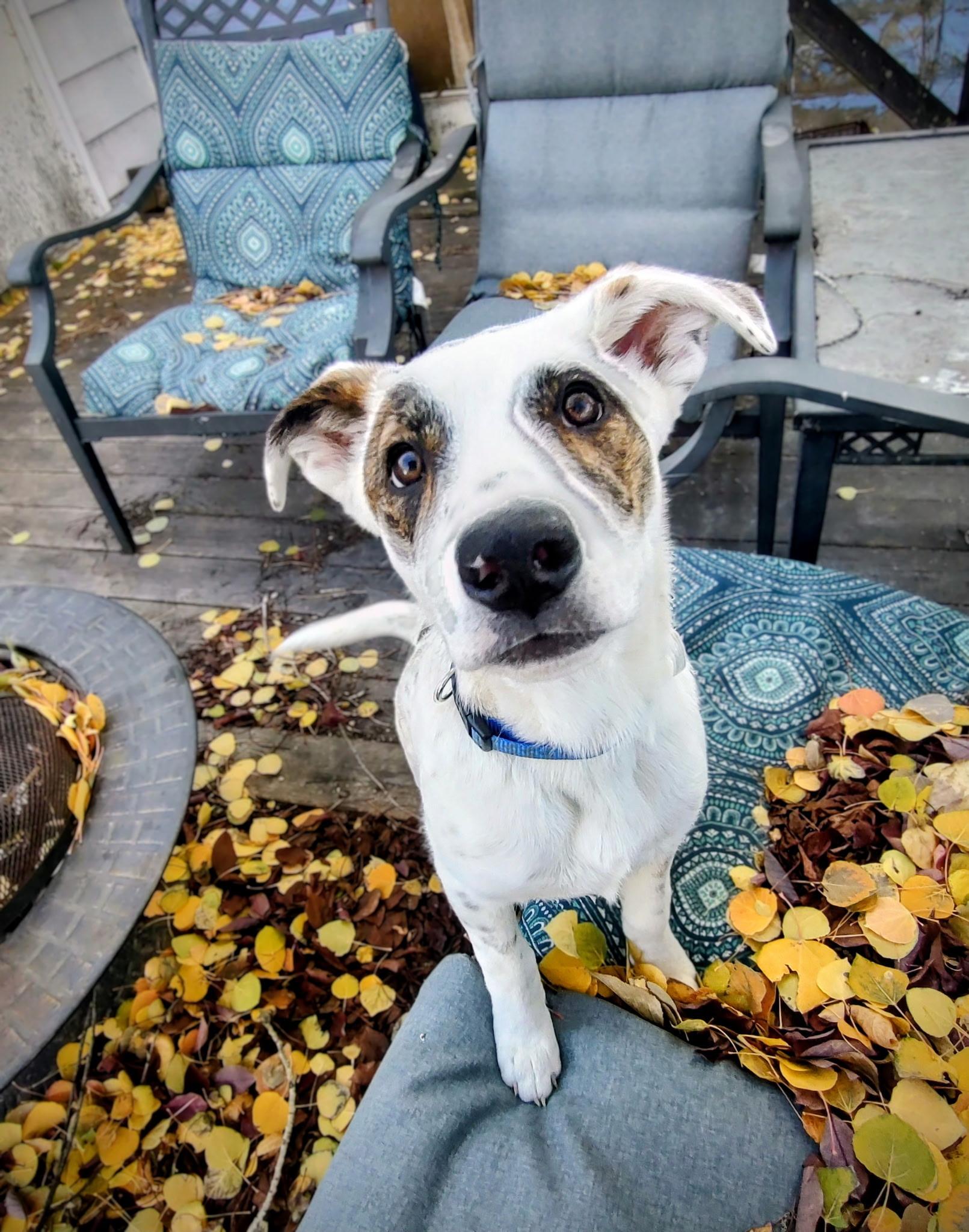 Stormy, a Adoptable mixed breed in Riverton, WY image 2/5