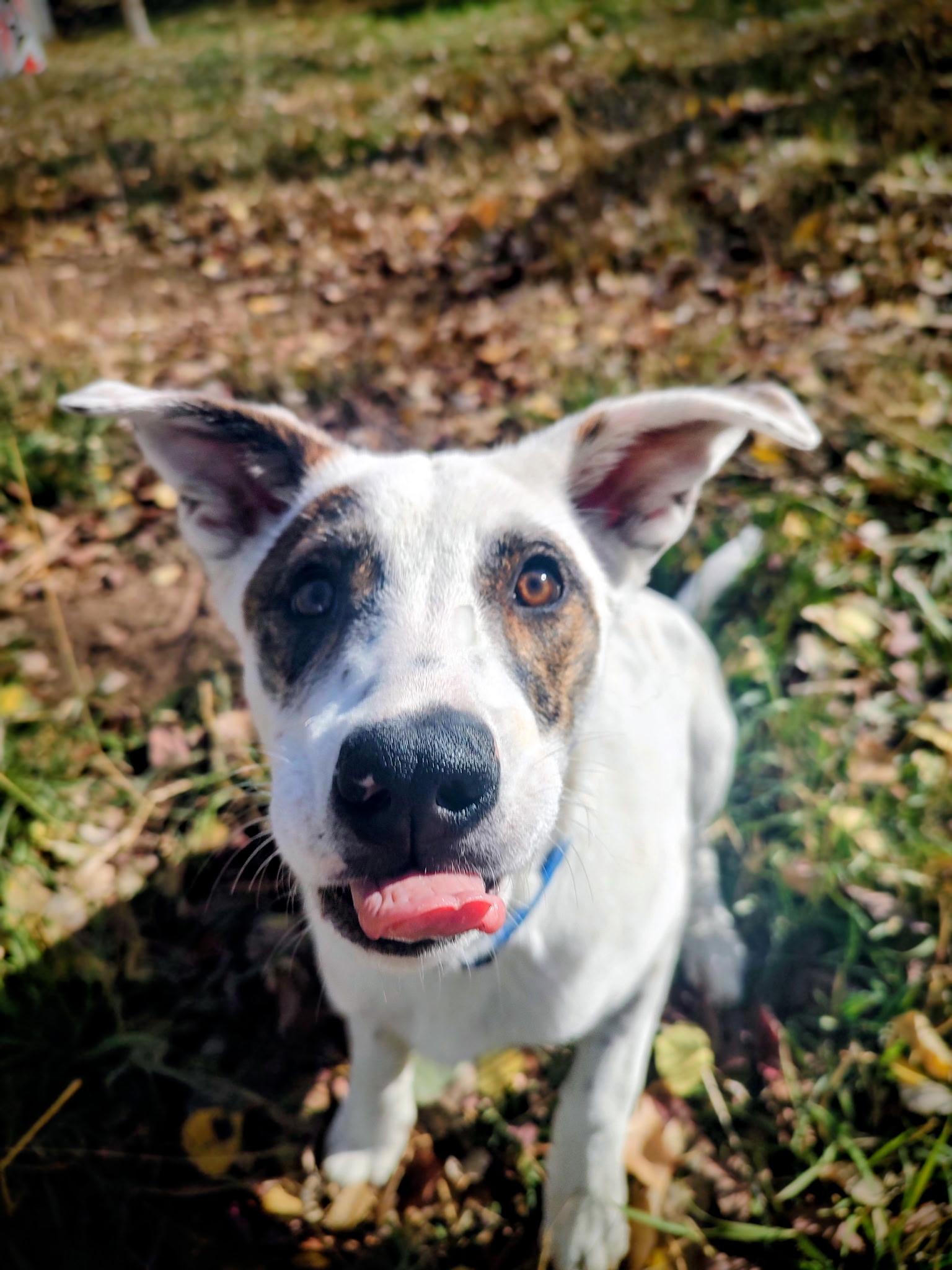 Stormy, an adoptable Cattle Dog, Border Collie in Riverton, WY, 82501 | Photo Image 4