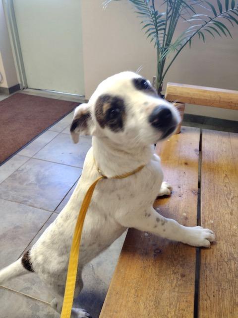 Stormy, a Adoptable mixed breed in Riverton, WY image 3/5