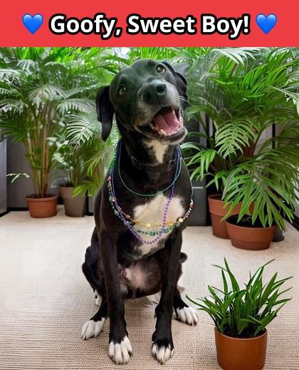 Bentley, Adoptable, Adult Male Labrador Retriever & American Staffordshire Terrier.