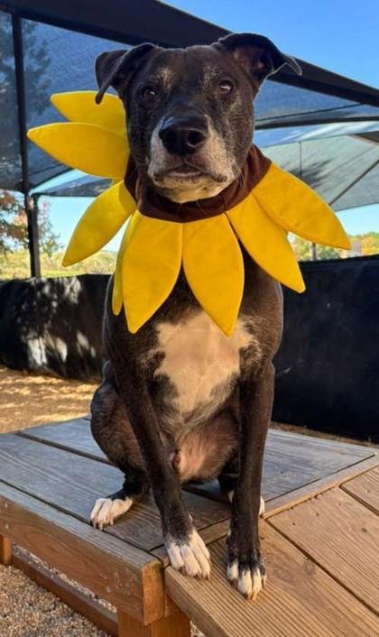 Bentley, a Adoptable mixed breed in Columbia, SC image 1/3