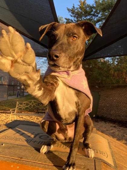 Bentley, Adoptable, Adult Male Labrador Retriever & American Staffordshire Terrier.