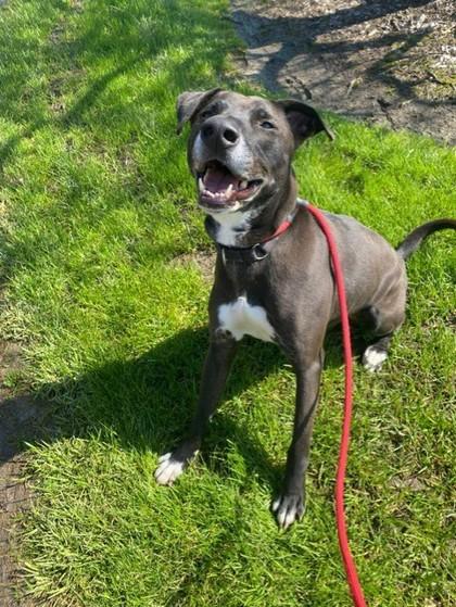 Enlarge Bentley, a Adoptable mixed breed in Columbia, SC image 2/3