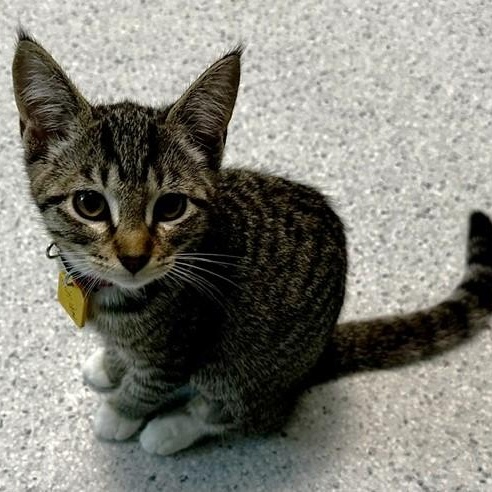 Lillian - Lovely Little Lady, a ADOPTABLE Tabby in Hoquiam, WA image 1/5