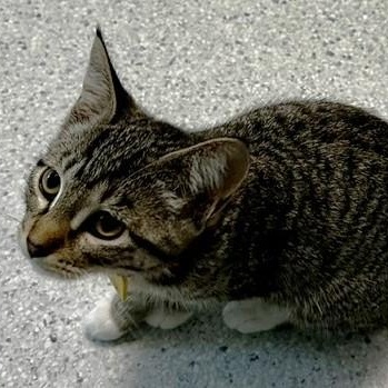 Lillian - Lovely Little Lady, a ADOPTABLE Tabby in Hoquiam, WA image 5/5