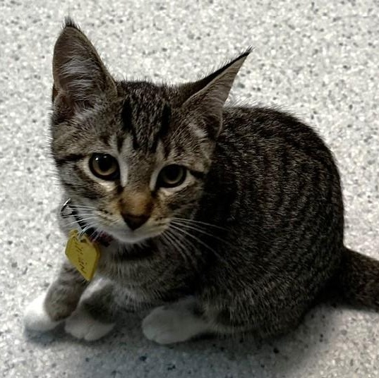 Lillian - Lovely Little Lady, a ADOPTABLE Tabby in Hoquiam, WA image 2/5