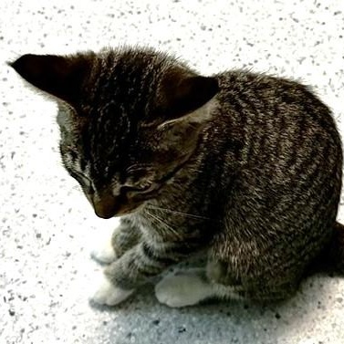 Lillian - Lovely Little Lady, a ADOPTABLE Tabby in Hoquiam, WA image 4/5