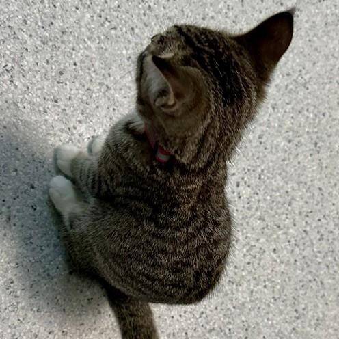 Lillian - Lovely Little Lady, a ADOPTABLE Tabby in Hoquiam, WA image 3/5
