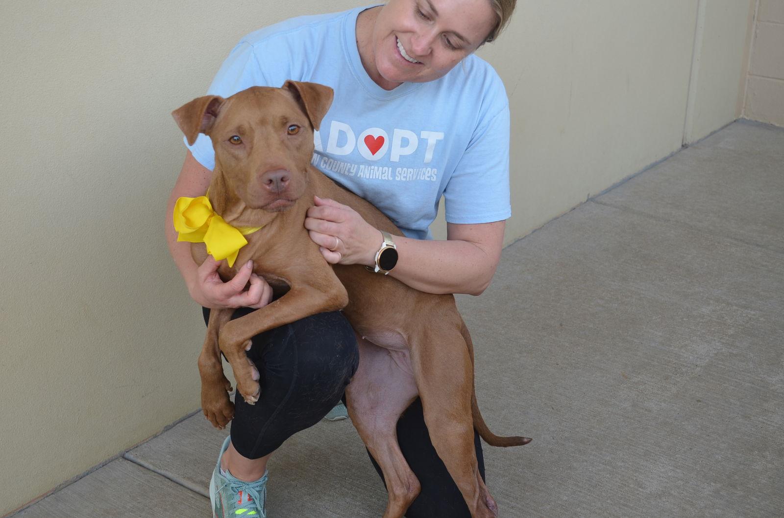 Sadie, Adoptable, Adult Female Pit Bull Terrier.