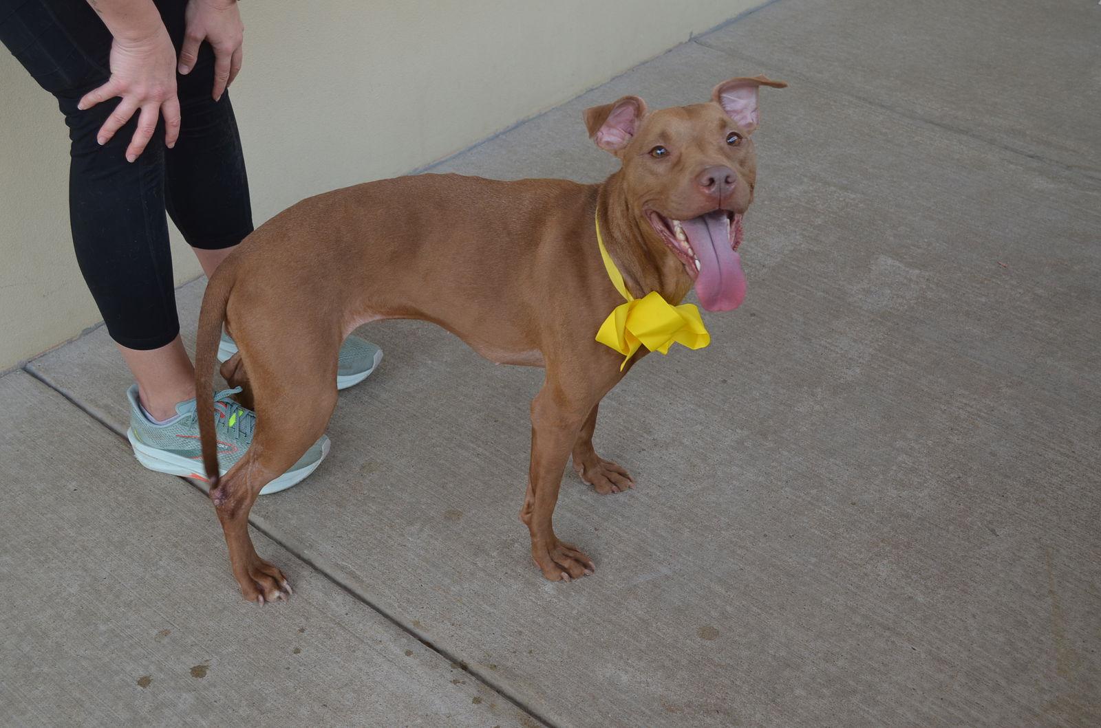 Enlarge Sadie, a Adoptable Pit Bull Terrier in McKinney, TX image 2/3