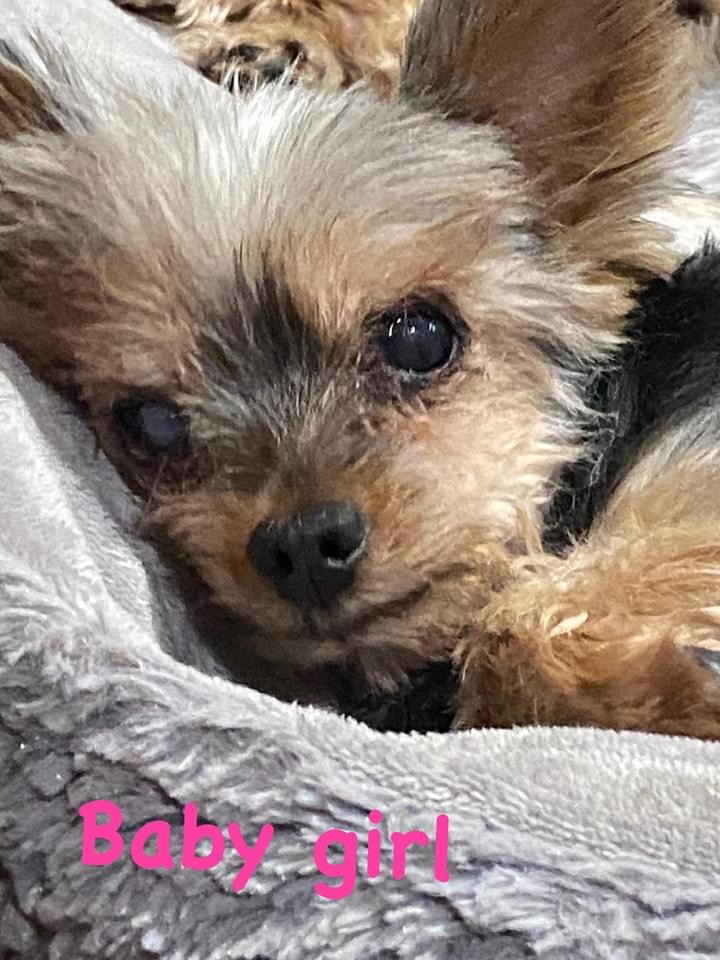 Baby Girl, Precious,  & Pretty Boy (Dallas) photo 1
