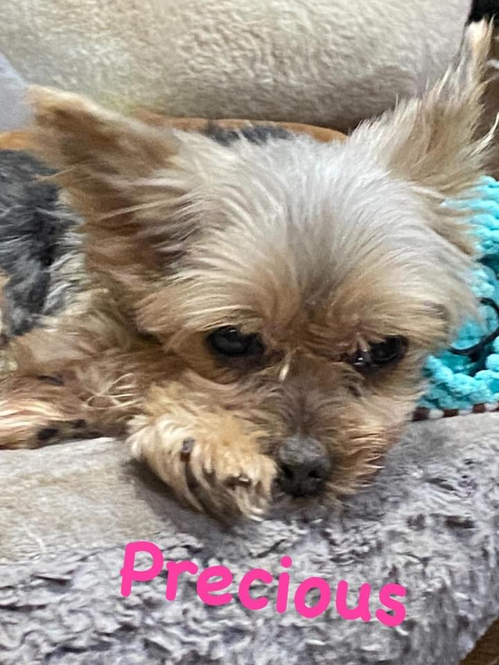 Baby Girl, Precious, & Pretty Boy (Dallas) photo 3