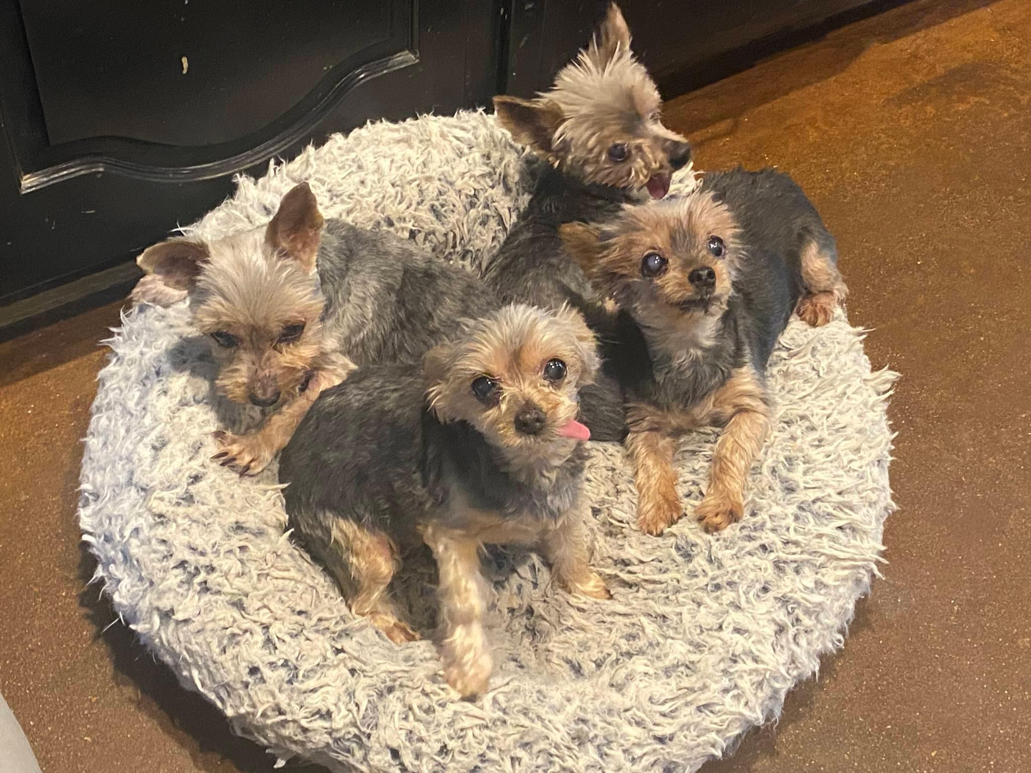 Baby Girl, Precious, & Pretty Boy (Dallas) photo 2