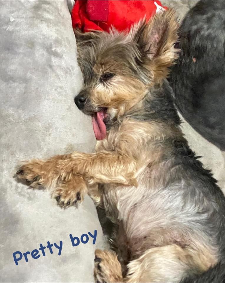 Baby Girl, Precious, & Pretty Boy (Dallas) photo 4