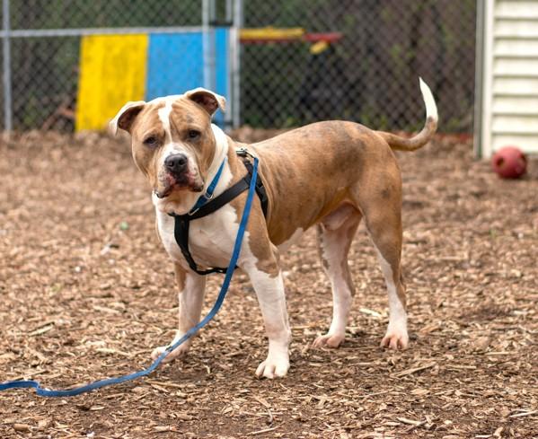 Hercules, Adoptable, Adult Male American Bulldog.