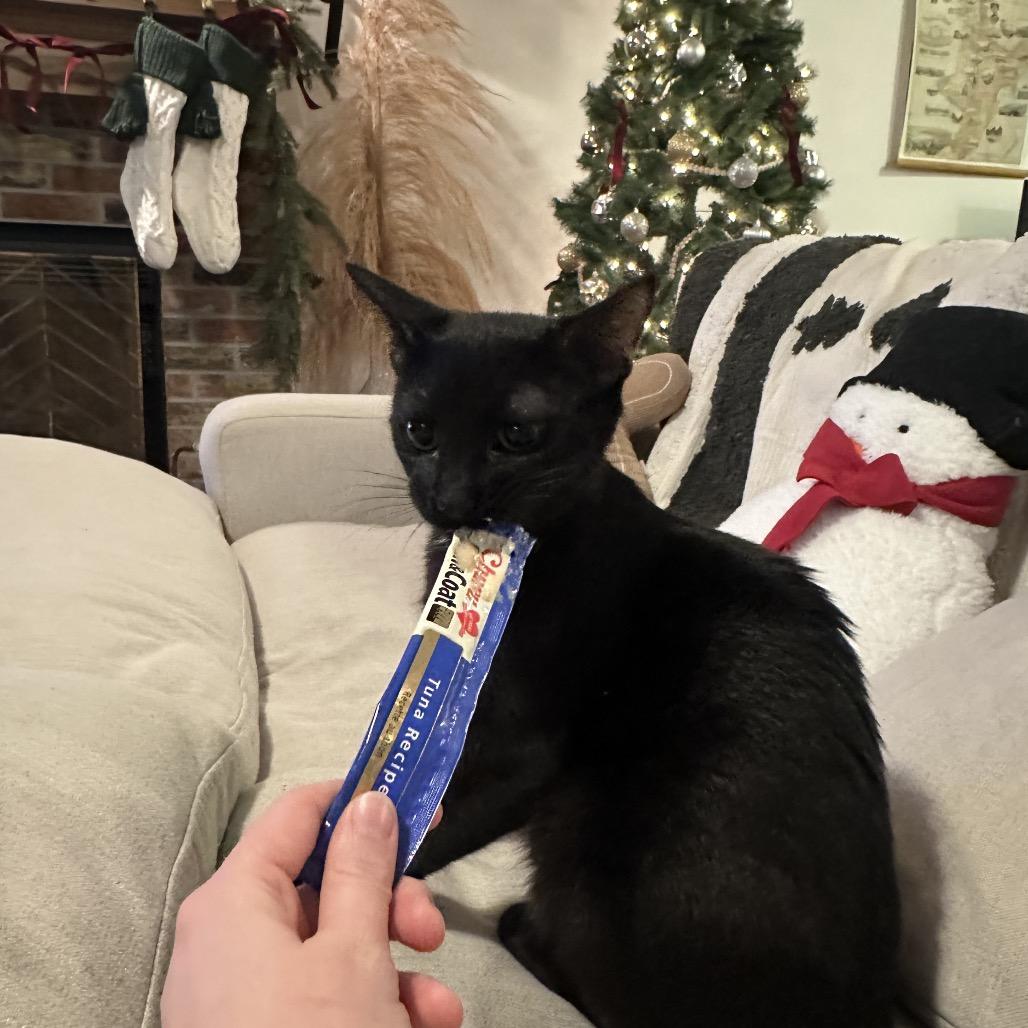 Basie, Adoptable, Young Male Domestic Short Hair.