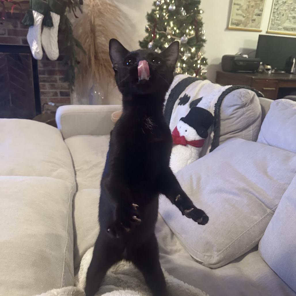 Enlarge Basie, a Adoptable Domestic Short Hair in Wichita, KS image 2/6