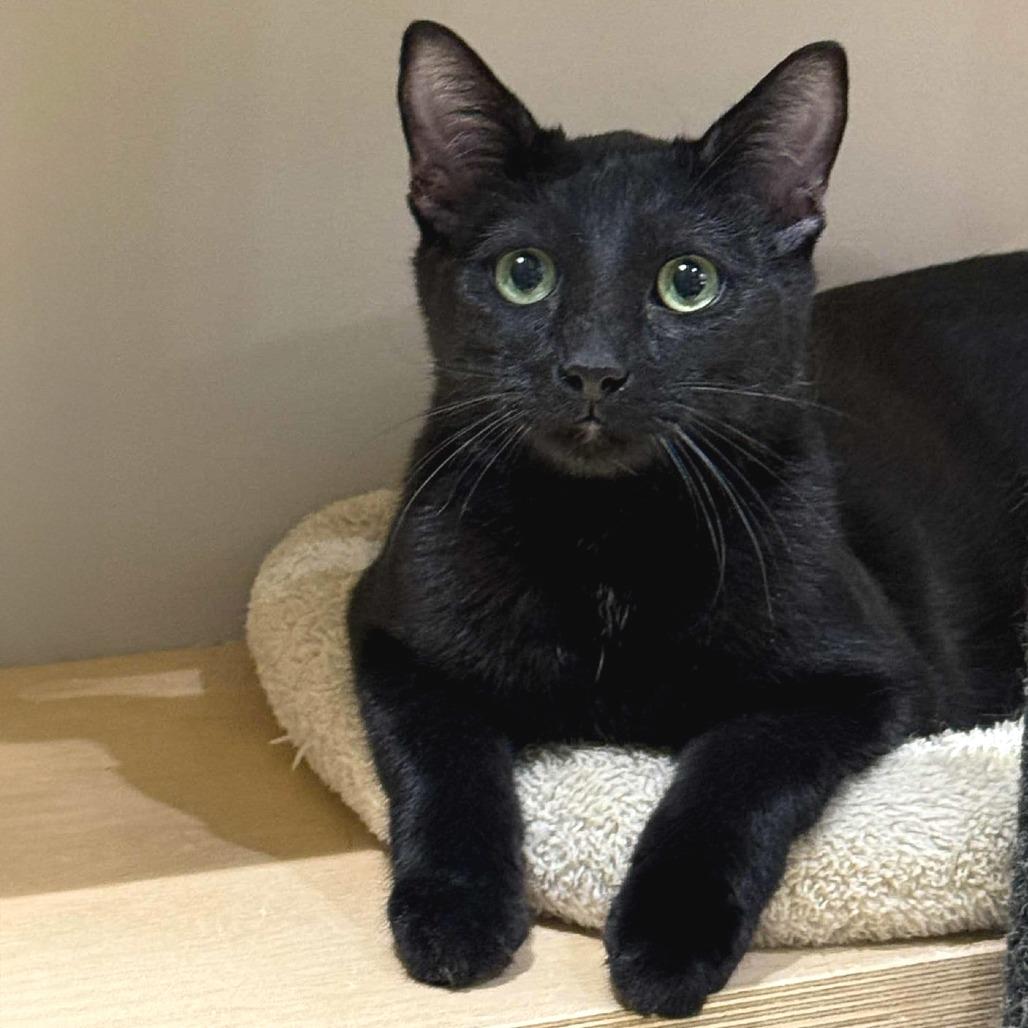 Enlarge Basie, a Adoptable Domestic Short Hair in Wichita, KS image 3/6