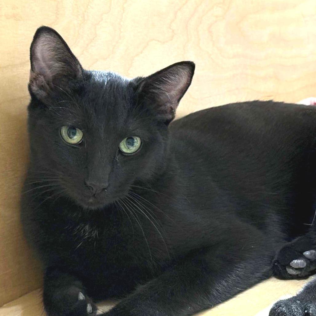 Enlarge Basie, a Adoptable Domestic Short Hair in Wichita, KS image 4/6